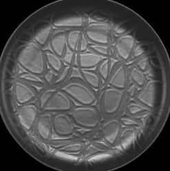 House Astiat>Lautanen Capri 19 Cm